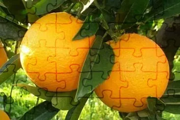 frutas jigsaw puzzle