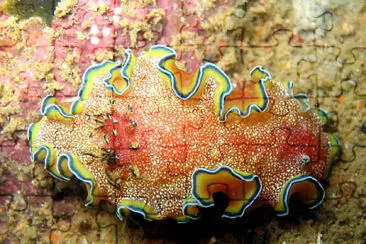 Glossodoris cincta