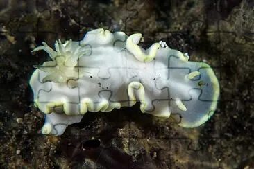 פאזל של Glossodoris buko