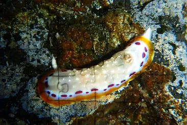 Goniobranchus lekker