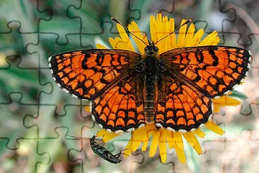 Melitaea athalia