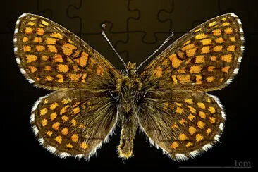 Melitaea aurelia