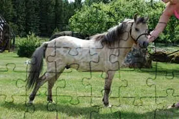 tordillo jigsaw puzzle