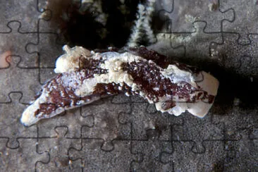 Goniodoris aspersa