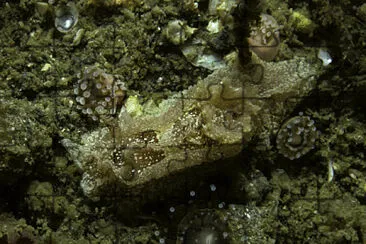 פאזל של Goniodoris castanea