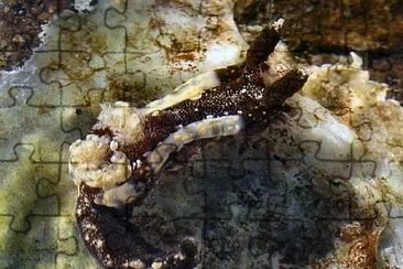 Goniodoris joubini