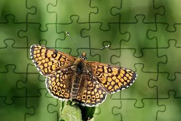 Melitaea cinxia