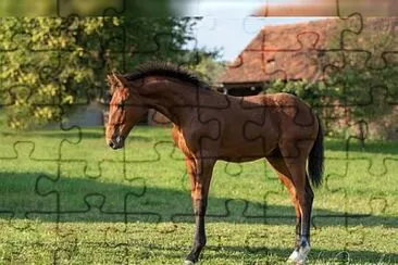 Warmblood austriaco jigsaw puzzle