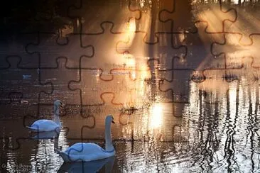 swan mist jigsaw puzzle