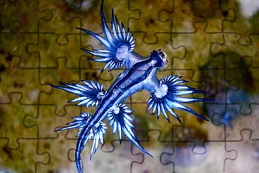 Glaucus atlanticus