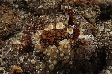 Hoplodoris estrelyado