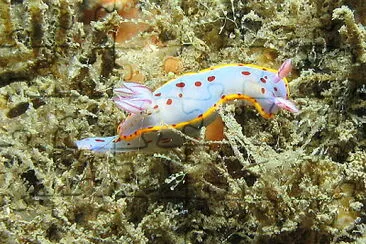 Hypselodoris bennetti