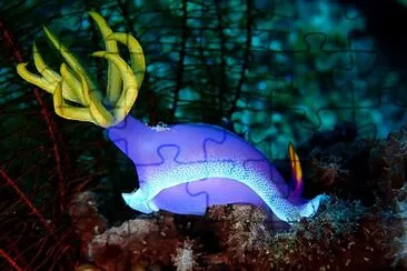 Hypselodoris bulllokii