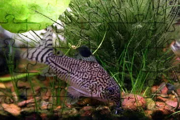 פאזל של Corydoras julii