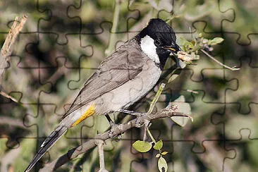 Bulbul guancebianche