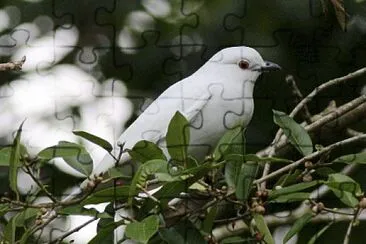 פאזל של Cotinga bianco