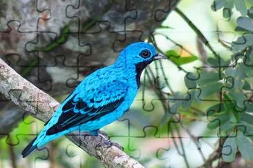 פאזל של Cotinga turchese