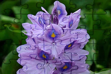 flores jigsaw puzzle