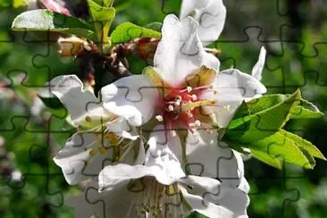 flor de almendro