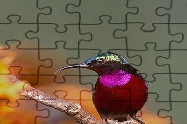 COLIBRI PURPURA jigsaw puzzle