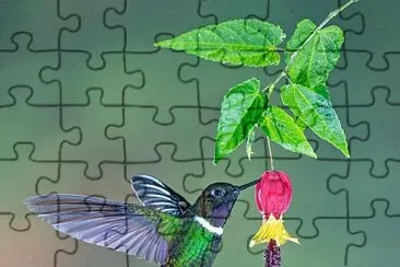 natural jigsaw puzzle