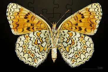 Melitaea phoebe