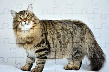 פאזל של Siberiano tabby