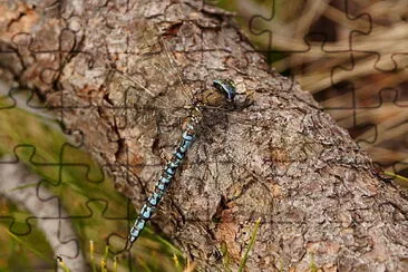 פאזל של Aeshna caerule