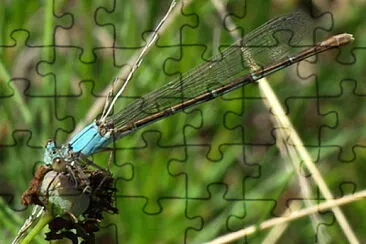 פאזל של Argia moesta