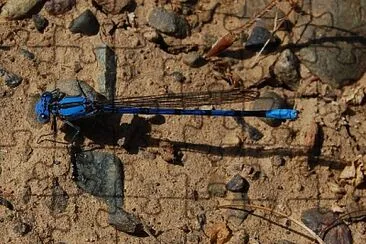 Argia agroides