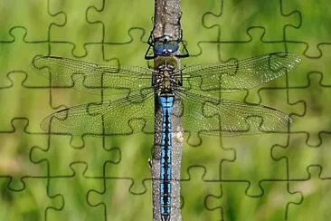 Anax imperator