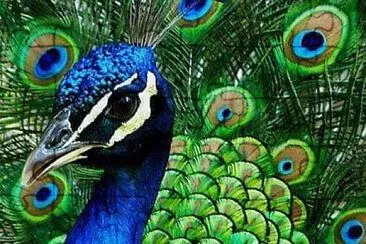 peacock jigsaw puzzle