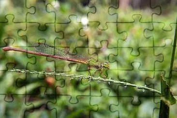 Ceriagrion olivacea