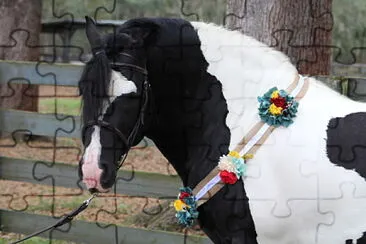 Gypsy Vanner Horse