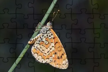 Melitaea trivia