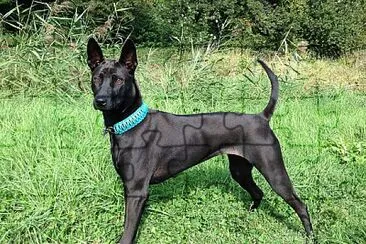 Thai ridgeback