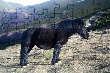 Asturcon jigsaw puzzle