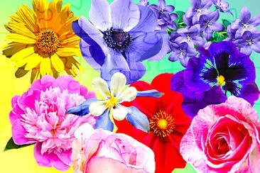 Fleurs jigsaw puzzle