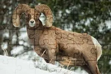 Argali