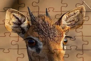 natural jigsaw puzzle