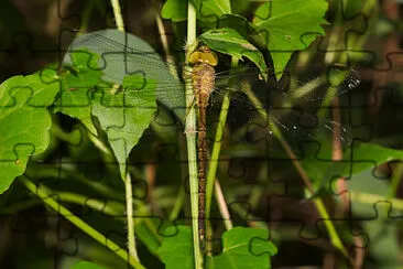 פאזל של Gynacantha bayadera