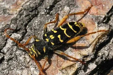 פאזל של Plagionotus arcuatus