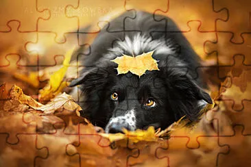 dogs jigsaw puzzle