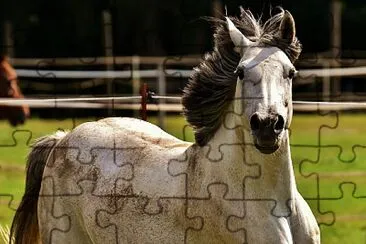 Muffa jigsaw puzzle