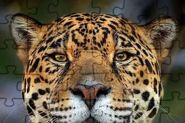 natural jigsaw puzzle