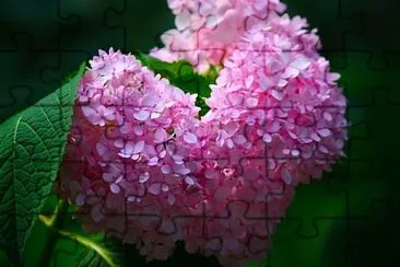 flores jigsaw puzzle