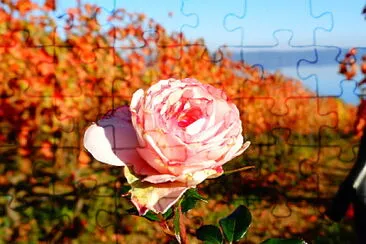 rose in a vineyard