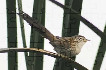 Prinia burnesii jigsaw puzzle