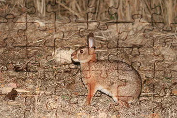 Sylvilagus graysoni