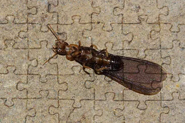 Kalotermes flavicollis jigsaw puzzle